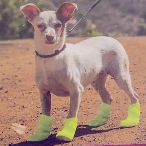 🆕🐶☔️ good2go 4 Silicone Dog Boots XL neon lime/yellow NWT Velcro adjustable